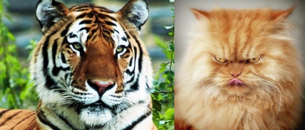 &Tau;&Iota;&Gamma;&Rho;&Eta; &Sigma;&Epsilon; &Gamma;&Nu;&Omega;&Rho;&Iota;&Sigma;&Alpha; ...&Gamma;&Alpha;&Tau;&Omicron;&Upsilon;&Lambda;&Eta;&Sigma; &Mu;&Omicron;&Upsilon; &Epsilon;&Gamma;&Iota;&Nu;&Epsilon;&Sigma;