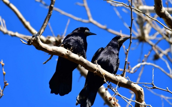 &Kappa;&Omicron;&Rho;&Alpha;&Kappa;&Alpha;&Sigma; &Kappa;&Omicron;&Rho;&Alpha;&Kappa;&Omicron;&Upsilon; &Mu;&Alpha;&Tau;&Iota; &Beta;&Gamma;&Alpha;&Zeta;&Epsilon;&Iota;; (&Omicron;&Tau;&Alpha;&Nu; &Epsilon;&Lambda;&Epsilon;&Gamma;&Chi;&Epsilon;&Sigma;&Alpha;&Iota; &Alpha;&Pi;&Omicron; &Tau;&Omicron;&Upsilon;&Sigma; &Omicron;&Mu;&Omicron;&Iota;&Omicron;&Upsilon;&Sigma; &Sigma;&Omicron;&Upsilon;)