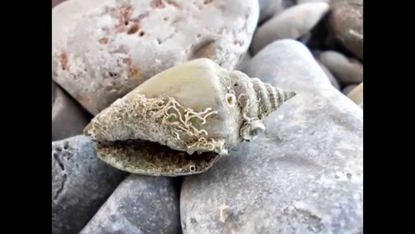 &Tau;&Epsilon;&Sigma;&Tau; &Gamma;&Iota;&Alpha; &Tau;&Iota;&Sigma; &Delta;&Iota;&Alpha;&Kappa;&Omicron;&Pi;&Epsilon;&Sigma; &Sigma;&Alpha;&Sigma; (&Mu;&Omicron;&Lambda;&Iota;&Sigma; &Tau;&Epsilon;&Lambda;&Epsilon;&Iota;&Omega;&Sigma;&Epsilon;&Tau;&Epsilon; &Mu;&Epsilon; &Tau;&Omicron;&Nu; &Upsilon;&Pi;&Omicron;&Lambda;&Omicron;&Gamma;&Iota;&Sigma;&Mu;&Omicron; &Tau;&Omega;&Nu; &Pi;&Iota;&Theta;&Alpha;&Nu;&Omicron;&Tau;&Eta;&Tau;&Omega;&Nu; &Pi;&Rho;&Omicron;&Kappa;&Rho;&Iota;&Sigma;&Eta;&Sigma; &Epsilon;&Pi;&Iota; &Tau;&Eta;&Sigma; &Mu;&Pi;&Rho;&Iota;&Zeta; &Kappa;&Alpha;&Nu;&Tau;&Epsilon; &Kappa;&Alpha;&Iota; &Tau;&Alpha; &Pi;&Alpha;&Rho;&Alpha;&Kappa;&Alpha;&Tau;&Omega; &Tau;&Epsilon;&Sigma;&Tau;)