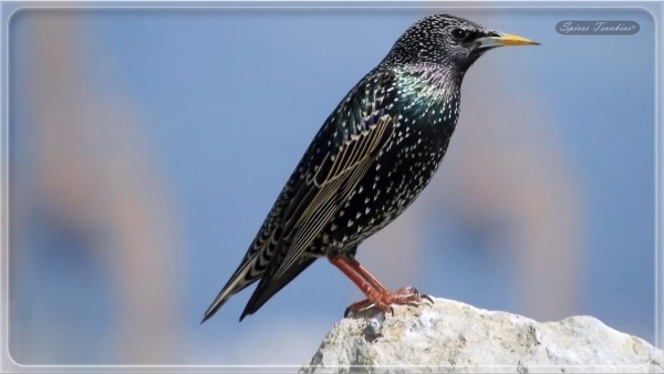 &Tau;&Alpha; &Nu;&Tau;&Omicron;&Upsilon;&Beta;&Alpha;&Rho;&Iota;&Alpha;, &Tau;&Alpha; &Alpha;&Pi;&Epsilon;&Lambda;&Epsilon;&Kappa;&Eta;&Tau;&Alpha; &Xi;&Upsilon;&Lambda;&Alpha; &Kappa;&Alpha;&Iota; &Omicron;&Iota; &Sigma;&Tau;&Omicron;&Upsilon;&Rho;&Nu;&Omicron;&Iota; (&Pi;&Epsilon;&Rho;&Iota; &Tau;&Eta;&Sigma; &Alpha;.&Epsilon;.&Kappa;. &Tau;&Omicron;&Upsilon; &Mu;&Epsilon;&Lambda;&Iota;&Sigma;&Sigma;&Alpha;&Nu;&Iota;&Delta;&Eta;)