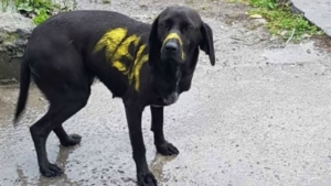 &Pi;&Omega;&Sigma; &Alpha;&Pi;&Omicron; &Mu;&Iota;&Alpha; &Pi;&Rho;&Omicron;&Phi;&Alpha;&Nu;&Eta; &Mu;&Alpha;&Lambda;&Alpha;&Kappa;&Iota;&Alpha; &Pi;&Rho;&Omicron;&Epsilon;&Kappa;&Upsilon;&Psi;&Epsilon; &Theta;&Epsilon;&Mu;&Alpha; (&Omicron;&Tau;&Alpha;&Nu; &Epsilon;&Xi;&Alpha;&Iota;&Tau;&Iota;&Alpha;&Sigma; &Tau;&Omega;&Nu; &Mu;&Epsilon;&Sigma;&Omega;&Nu; &Kappa;&Omicron;&Iota;&Nu;&Omega;&Nu;&Iota;&Kappa;&Eta;&Sigma; &Delta;&Iota;&Kappa;&Tau;&Upsilon;&Omega;&Sigma;&Eta;&Sigma; &Chi;&Alpha;&Nu;&Epsilon;&Tau;&Alpha;&Iota; &Tau;&Omicron; &Mu;&Epsilon;&Tau;&Rho;&Omicron;)